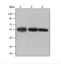 β-Tubulin(鼠)